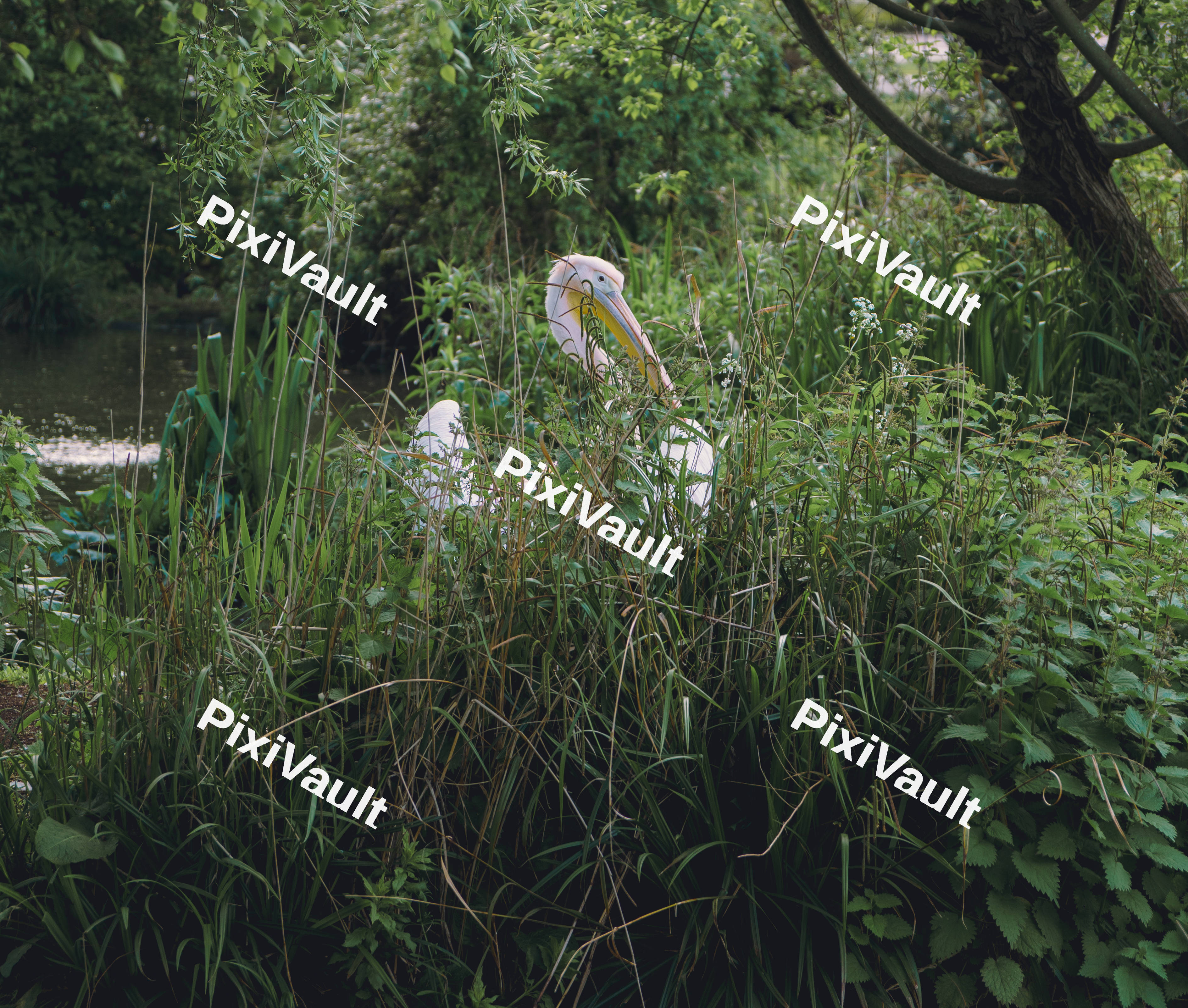 A Pelican Hiding Behind Grass